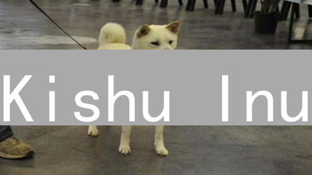 Kishu Inu：下一个狗狗币？社区驱动的加密新星深度解析